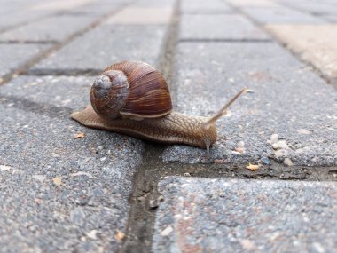 Small Roman snail or Burgundy snail (Helix pomatia) with light brownish shell crawling and crossing a brick pathway in a city in summer