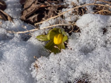 Close-up of the flower surrounded with white snow - Winter aconite (Eranthis hyemalis) starting to bloom in spring in bright sunlight. The earliest flower to appear in late winter and early spring