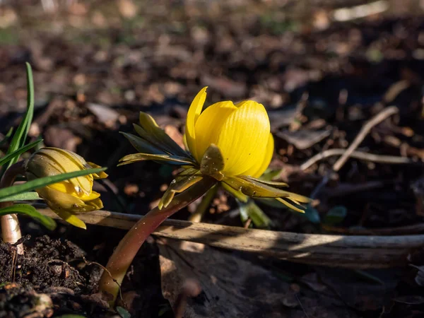 Macro shot of emerging cultivar of Winter aconite (Eranthis tubergenii) \'Guinea Gold\' as soon as snow melts in bright sunlight in early spring