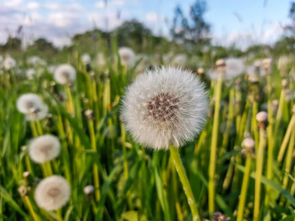 Close-up of white seeded dandelion plant head composed of pappus (dandelion seeds) in the meadow surrounded with green grass and vegetation. Lion\'s tooth