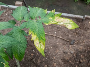 Close-up shot of a single green leaf with frost damage of a small, young tomato plant growing in a greenhouse in early spring in bright sunlight