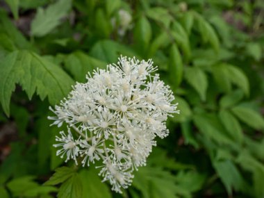 Kırmızı böğürtlen ya da chinaberry (Actaea rubra) bahçesinde küçük beyaz çiçekler açan zehirli bitkinin yakın plan çekimi.