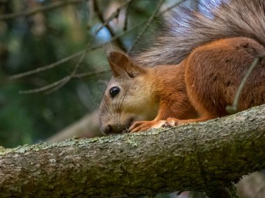 Kırmızı Sincap 'ın (Sciurus vulgaris) arka planda mavi gökyüzü olan bir dalda oturan yaz portakalı ve kahverengi ceketli yakın çekimi.