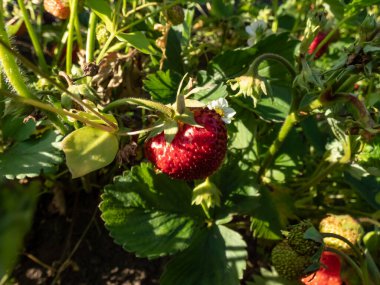 Bahçedeki yatakta büyüyen ve olgunlaşan kırmızı çilekler yazın güneşli bir günde yeşil yapraklarla çevrili. Gelişen organik gıda konsepti