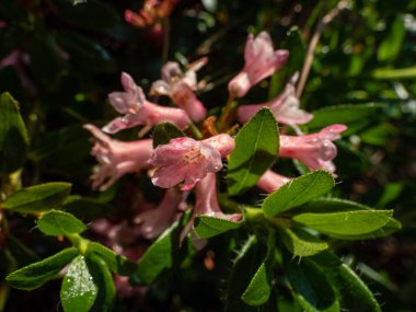 Alpenrose, kar gülü ya da paslı alpenrose (Rhododendron ferrugineum), yaz boyunca pembemsi kırmızı, çan şeklinde çiçek kümeleriyle çiçeklenir.