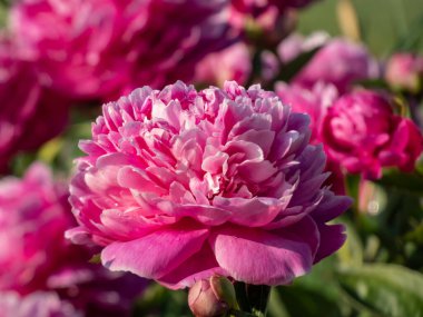 Chinese Peony (Paeonia lactiflora 'Professor K. Grybauskas' blooming with pink red double flowers with white edging in the garden in summer. Beautiful full peony clipart