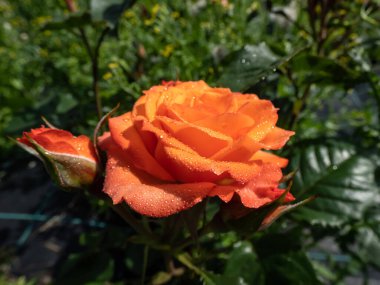 Yeşil bahçe manzaralı su damlacıklarıyla kaplı parlak turuncu sprey gül 'Alegria' nın yakın plan çekimi
