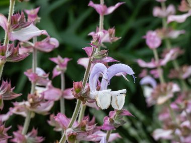 Bahçede yaz mevsiminde çiçek açan leylak ve beyaz bilge (Salvia sclarea) çiçeği.