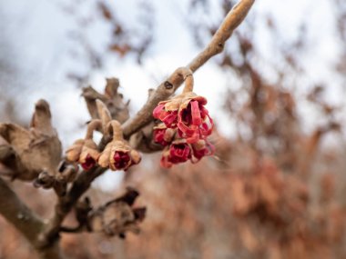 İlkbaharın başında Cadı-Hazel Cultivar 'ın çıplak dallarında kırmızı çiçeklerin yakın plan çekimi (Hamamelis x intermedia)