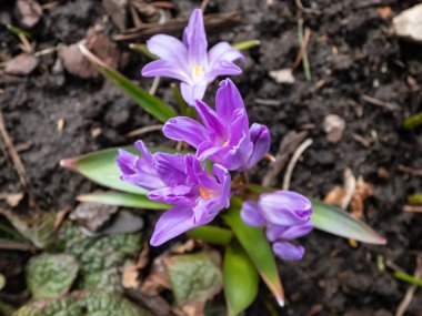 Bossier 'in karın ihtişamı ya da Lucile' in karın ihtişamı (Scilla luciliae - chionodoxa gigantea) 'Violet Beauty' beyaz gözlü pembe çiçeklerle çiçek açıyor