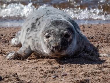 Gri fok yavrusunun (Halichoerus grypus) kapalı gözleri ve yumuşak, gri ipek kürklü koyu lekeli sarı kum üzerinde dinlenen parlak güneş ışığı ve arka planda deniz suyu ile yakın plan görüntüsü.