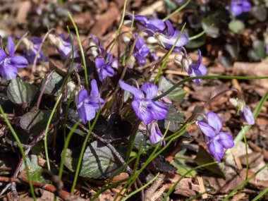 Alp, Amerikan köpeği veya Labrador menekşesi (Viola labradorica) 'Purpurea' mor, kalp şeklinde yapraklar küçük, zarif, lavanta mavisi çiçeklerle bahar başlarında çiçek açıyor