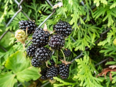 Arka bahçede büyüyen Avrupa çiğ tanesinin (Rubus caesius) yakın plan çekimi. Parlak güneş ışığı altında siyah, olgun meyvelerle.