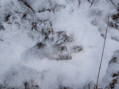 Close-up shot of a single footprint of the Eurasian beaver or European beaver (Castor fiber) walking in fresh snow on ground in winter