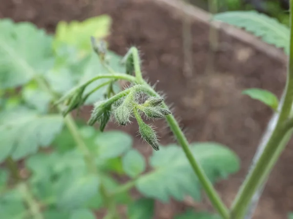 Macro Tiro Pequenos Botões Flores Verdes Planta Tomate Crescendo Estufa — Fotografia de Stock
