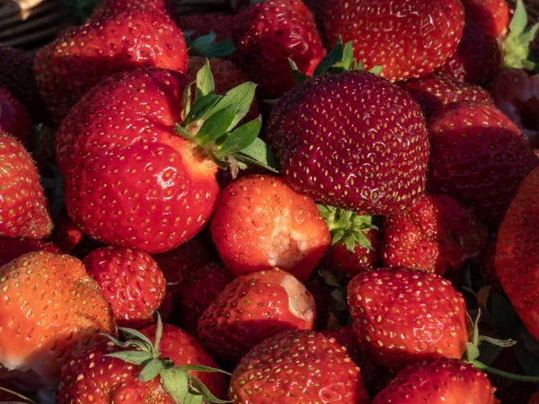 Makroaufnahme Detaillierter Roter Reifer Bio Erdbeeren Unterschiedlicher Größe Mit Grünen — Stockfoto