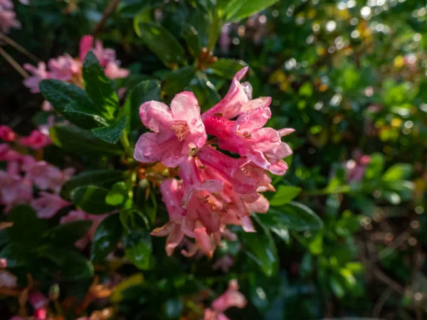 Primer Plano Del Arbusto Alto Alpenrose Rosa Nieve Alpenrosa Hojas —  Fotos de Stock