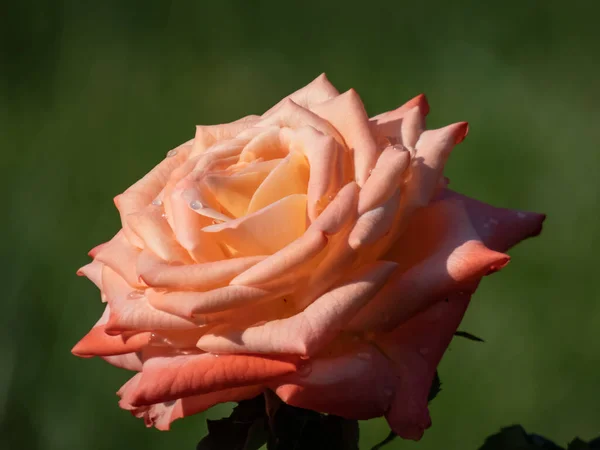 Közelkép Többfejű Kétszínű Rózsa Sonora Virágzó Narancssárga Rózsaszín Virágok Kertben — Stock Fotó