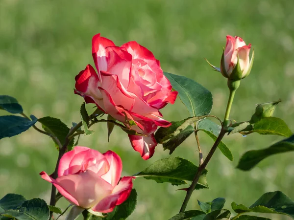 Zbliżenie Unikalny Dwukolorowy Biały Czerwony Graniczy Kwiaciarnia Róża Jubileusz Książę — Zdjęcie stockowe