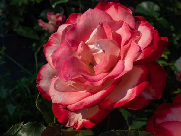 Nahaufnahme Der Einzigartigen Zweifarbig Weiß Rot Umrandeten Blütenrose Jubiläum Des — Stockfoto