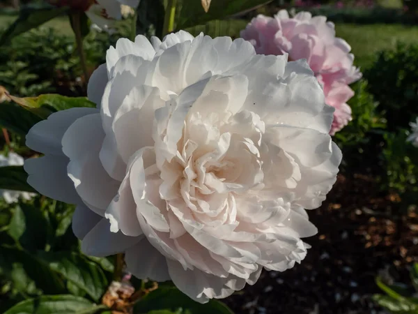 Schöne Florale Landschaft Aus Weißen Und Rosa Vollen Doppelreichen Pfingstrosen — Stockfoto