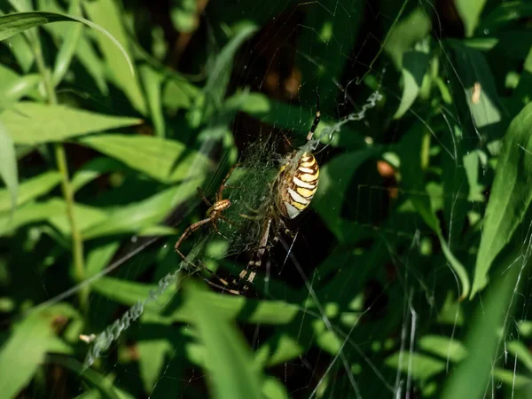 Adult Male Female Wasp Spider Argiope Bruennichi Yellow Black Markings — ストック写真