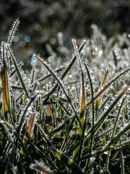 Schönes Glänzendes Grünes Gras Bedeckt Mit Großen Weißen Eiskristallen Frühen — Stockfoto
