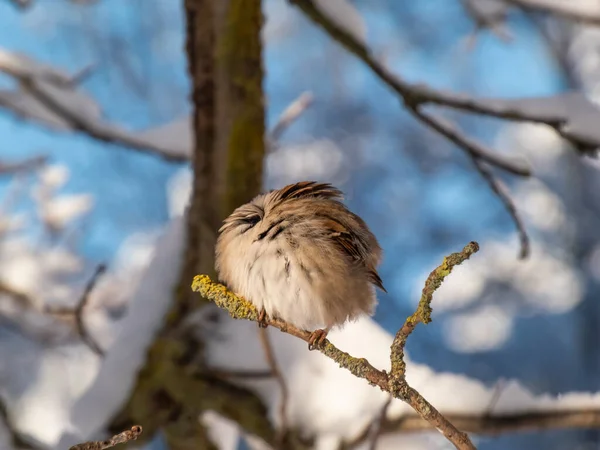 冬日里 一只毛茸茸的欧亚麻雀坐在树枝上晒太阳 拍摄了这只麻雀的特写 雀鸟清洁羽毛的详细肖像及羽毛 — 图库照片