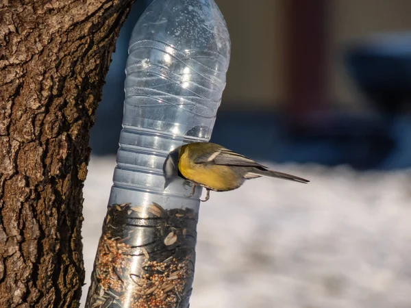 Great Tit Parus Major Visiting Bird Feeder Made Reused Plastic — Fotografie, imagine de stoc
