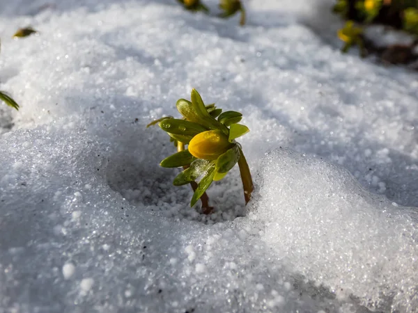 Macro of flowers surrounded with white snow - Winter aconite (Eranthis hyemalis) starting to bloom in spring. One of the earliest flowers to appear from soil in late winter and early spring