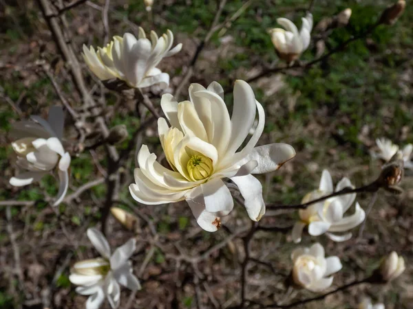 Белый Звёздчатый Цветок Цветущей Звездной Магнолии Магнолия Звёздчатая Ранней Весной — стоковое фото