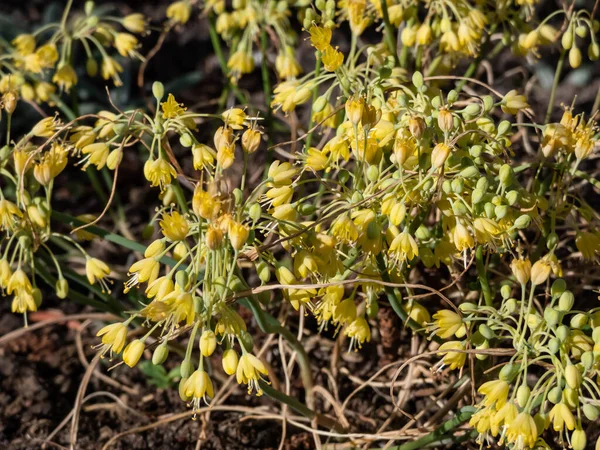 Mała Żółta Cebula Lub Żółty Kwitnący Czosnek Allium Flavum Kwitnący — Zdjęcie stockowe