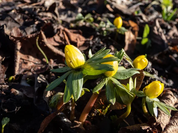 Close Winter Aconite Eranthis Hyemalis Blooming Bright Yellow Flowers Spring — Stock Fotó