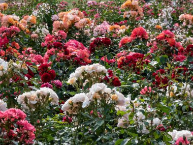 Parkta farklı renklerde çiçek açan gül çalılarının çiçek manzarası. Yazın açan pembe, beyaz, turuncu ve kırmızı güller.
