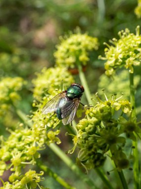 Erişkin yeşil şişe, yeşil sinek (Lucilia sezar) yaz aylarında bir çayırda yeşil bitki örtüsü ile çevrili yeşil bir bitki üzerinde oturan yakın plan