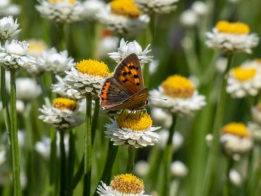 The small, American or common copper (Lycaena phlaeas). The upperside forewings are a bright orange with a dark edge border and eight nine black spots. The hindwings are dark with an orange border