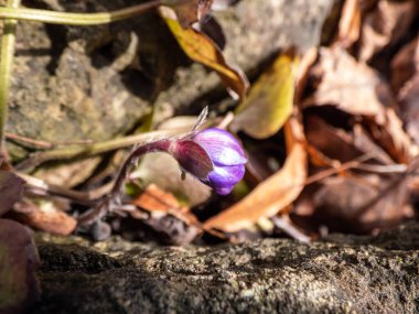 Büyük mavi hepatika (Hepatica transsilvanica), ilkbaharın ilk aylarında parlak güneş ışığında kayaların arasındaki kapalı tomurcukla çiçek açmaya başlar.