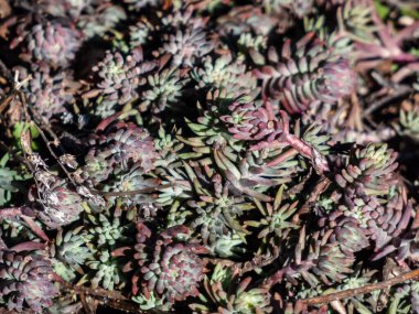 Parlak gün ışığında, refleksli taş rop, taş orpin, çukur-madam (Sedum refleksi) bitkilerinin yakın çekimi