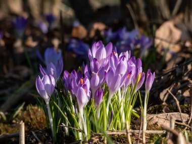 Güzel makro menekşe bahar timsahları (Crocus vernus) parlak güneş ışığı altında görünen turuncu polenler ile çiçek açarlar.