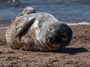 Gri fok yavrusunun (Halichoerus grypus) kapalı gözleri ve yumuşak, gri ipek kürklü koyu lekeli sarı kum üzerinde dinlenen parlak güneş ışığı ve arka planda deniz suyu ile yakın plan görüntüsü.