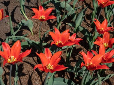 Lily Çiçekli Lale (Tulipa 'Stanislaus') baharda bahçede kırmızı çiçekler ve sarı merkezlerle çiçek açar.