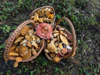 Yerdeki ahşap sepetler yenilebilir mantarlarla dolu - russula rosea, chanterelles, boletus, orman bitkileri arasında şampiyonlar. Mantar toplama geleneği