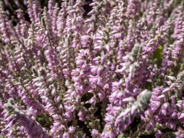 Macro of Calluna vulgaris 'Grizabella' with pale grey foliage flowering with lavender coloured flowers in summer through to early autumn