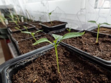 Pencere pervazında saksıda yetişen küçük, yeşil biber bitkilerinin yakın çekimi. Tohumları filizlendiriyorum. Tohumlardan büyüyen yiyecekler