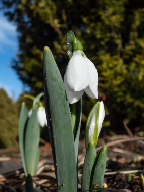 Elwes 'un kar damlasının (galanthus elwesii) küresel, beyaz, sarkık çiçeklerle bahçedeki yakın çekim görüntüsü