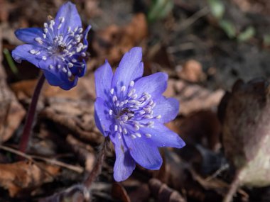 Güzel, mor ilk bahar çiçeklerinin yakın çekimi - kır çiçekleri Büyük mavi hepatika (Hepatica transsilvanica) ilkbaharın başlarında parlak gün ışığında
