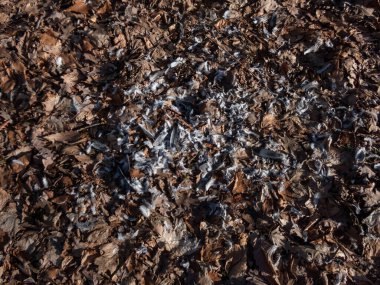 Orman zemininde sonbahar yapraklarıyla kaplı gri ve beyaz kuş tüyleri, büyük yırtıcı kuş tarafından yenmiş kuş avları. Toprakta tüyleri yolunmuş yırtıcı bir kuşun beslenme manzarası