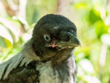 Genç kukuletalı karganın (Corvus cornix) aşırı yakın plan görüntüsü. Koyu tüylü, mavi ve gri gözlü. Ağaçtaki bir dalda, parlak arka plandaki yeşil yaprakların arasında oturuyor.