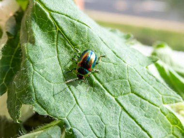 Yeşil yapraklar üzerinde yeşil ya da menekşe mavisi boylamsal çizgilere dönüşen altın ve bakır parlaklığı ve metalik ışıltısıyla güzel, renkli, ölü ısırgan otu yaprağı böceği (Chrysolina fastuosa)
