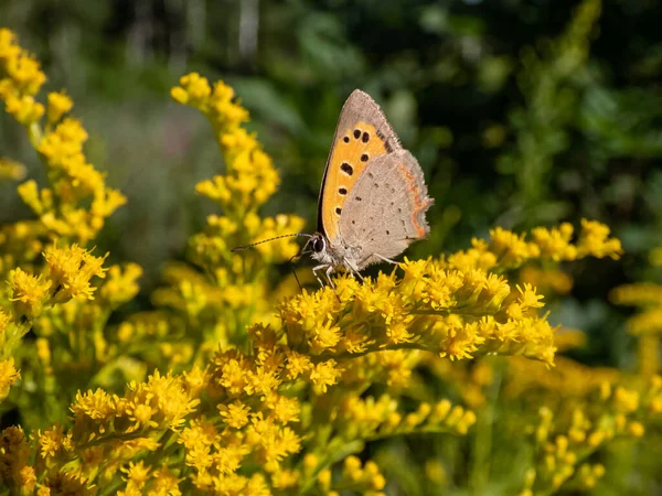Close Shot Small Common Copper Lycaena Phlaeas Closed Wings Side — Photo